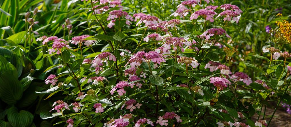 Hortensja piłkowana (Hydrangea serrata)