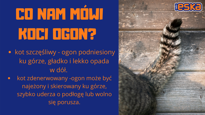 Słownik mowy kociej. Czyli co powienien wiedzieć każdy właścicel kota!