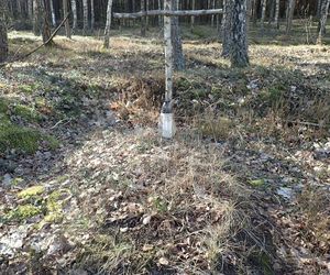 Ludzkie szczątki przy torach pod Świeciem! Tajemnica grobu w końcu wyszła na jaw