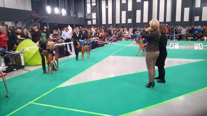 Międzynarodowa Wystawa Psów Rasowych w Bydgoszczy