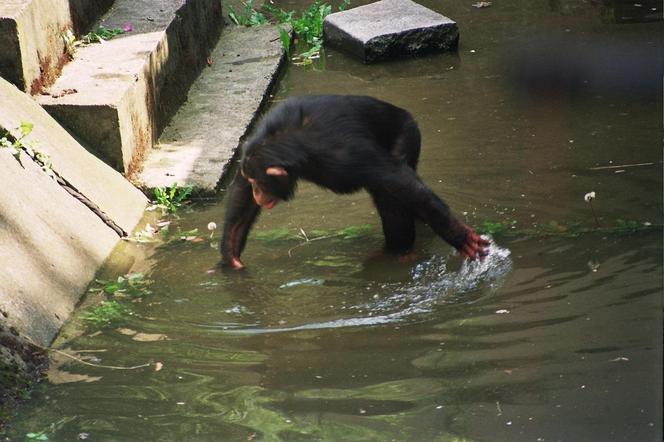 Powódź tysiąclecia we Wrocławiu. Zobacz, jak ratowano zoo przed wielką wodą 