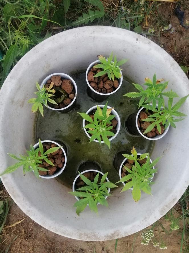 Łódzkie: Miały rosnąć pomidory, rosła MARIHUANA! 63-latek miał FABRYKĘ narkotyków 