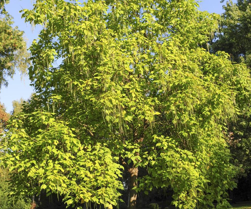 Surmia bignoniowa