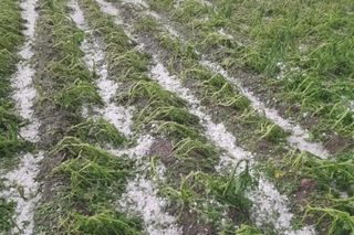 Zniszczone plantacje warzyw i owoców na Dolnym Śląsku. To był prawdziwy armagedon 