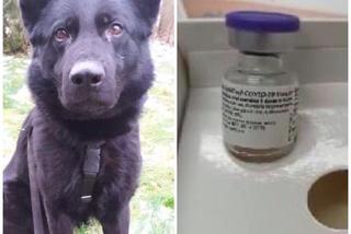 Pies wywąchał skradzione szczepionki na koronawirusa! Bezczelny złodziej z Iłowa nie miał szans