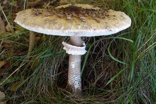 Kalendarz grzybiarza 2023. Te grzyby zbieraj we wrześniu i październiku na Podkarpaciu 