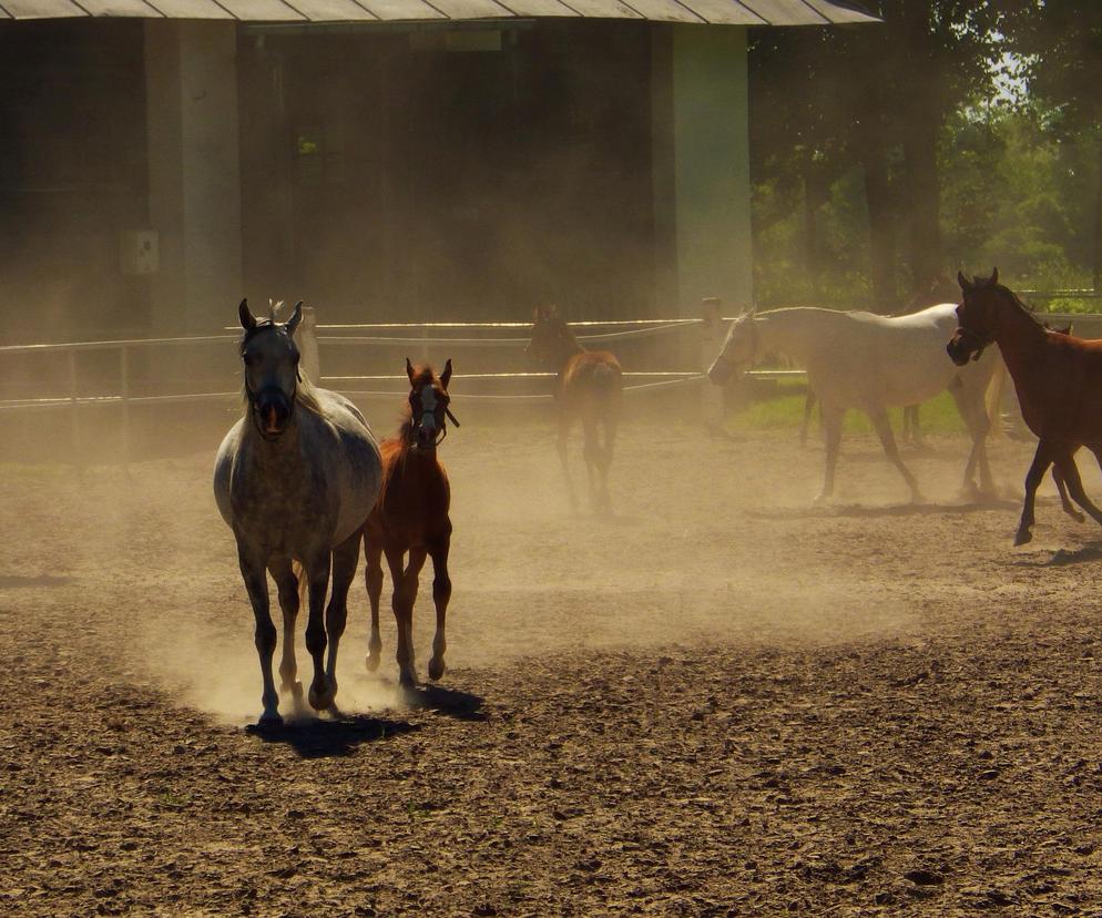 W piątek rozpocznie się 44. Narodowy pokaz koni arabskich w Janowie Podlaskim