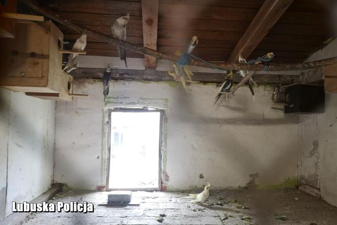Policjanci z Nowej Soli zatrzymali seryjnych złodziei ptaków