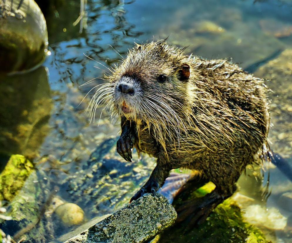 Nutrie w tym mieście były atrakcją. Teraz mają stać się pokarmem dla innych zwierząt