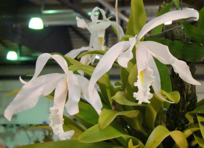Storczyk Cattleya