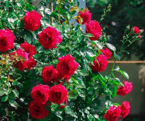 Róża parkowa - Rosa sp.