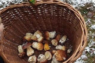 Grzyby w Świętokrzyskiem i w kraju. Jakie okazy można znaleźć późną jesienią?