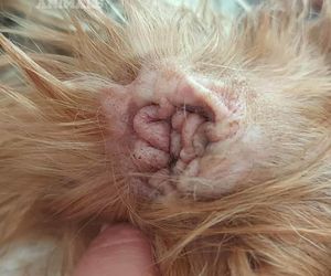 Nie żyje właścicielka pseudo hodowli w Bydgoszczy! 85 psów żyło w strasznych warunkach