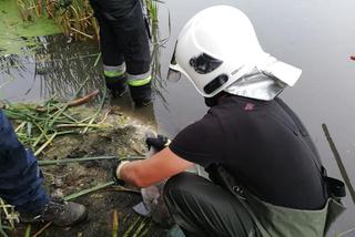 Strażacy ochotnicy uratowali brzydkie kaczątko