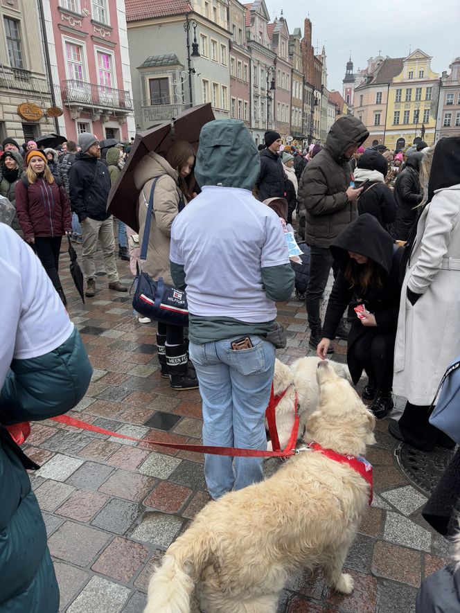 Golden Retriever WOŚP w Poznaniu