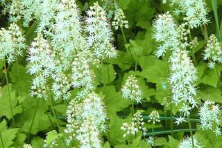 Białe kwiaty ogrodowe: tiarella