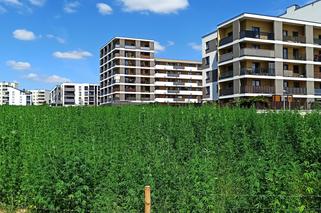 To będą pierwsze w historii takie żniwa! Wspólnie będzie można zbierać konopie na najsłynniejszym polu w Polsce