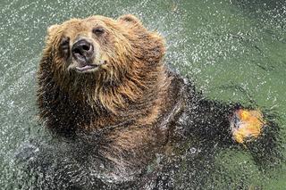 Lody z rybami i zimne prysznice – tak zwierzęta w Zoo radzą sobie z upałami [ZDJĘCIA]