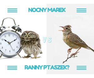 Sprawdź swój chronotyp i dowiedz się, czy jesteś sową czy skowronkiem? [TEST]