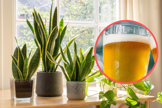 Jasne piwo w roli odżywki do roślin? Efekty są spektakularne!