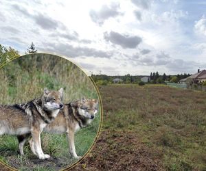 Ktoś widział watahę wilków na bydgoskim osiedlu. Są naturalnym elementem otoczenia Bydgoszczy