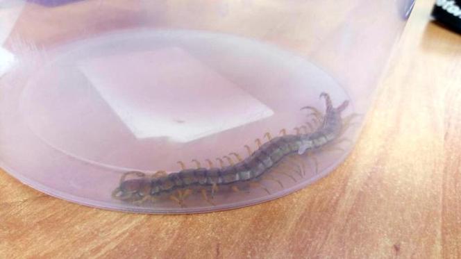 Skolopendra paskowana
