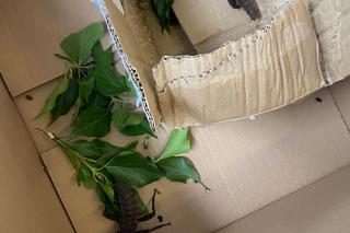 Para owadów podróżowała w paczce InPostu. Znaleźli ją pracownicy magazynu. Straszyki trafiły do Ekostraży