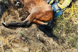 Imielin: Strażacy ratowali konia. Zwierzę wpadło do rowu i nie mogło się wydostać