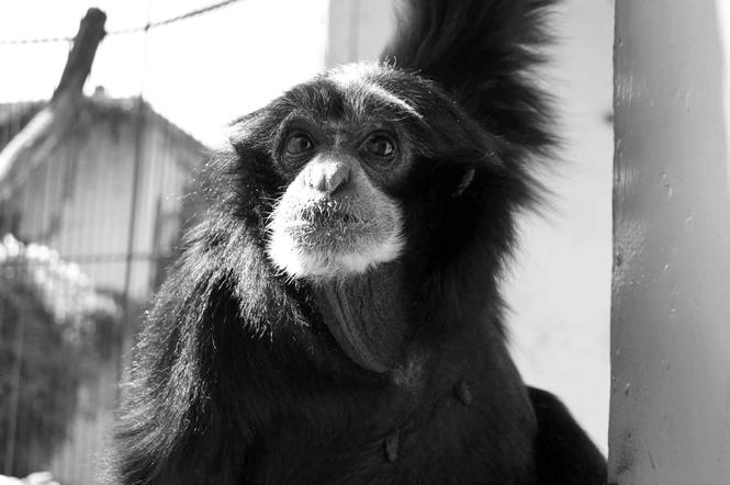 Stare Zoo: Nie żyje Bunia. Małpka miała 48 lat