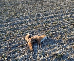 Martwy bielik znaleziony w woj. lubelskim. Wszystko wskazuje na to, że został otruty