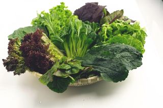 Odmiany sałaty: sałata masłowa, krucha, dębolistna i inne
