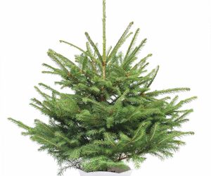 Kiedy wysadzić choinkę (świerk w donicy) do ogrodu? [Porada eksperta]