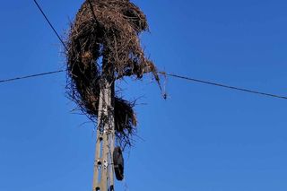 Deszcz uszkodził dom bocianiej rodziny w Krutyni