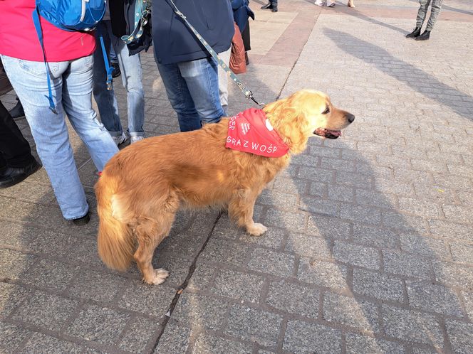 33. Finał WOŚP z grupą krakowskich Golden Retrieverów