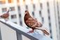 Jak odstraszyć gołębie z balkonu? Domowe sposoby, najlepsze i sprawdzone. Jakiego zapachu nie lubią gołębie?