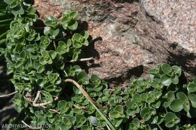 Rośliny na skalniak: rozchodnik kaukaski