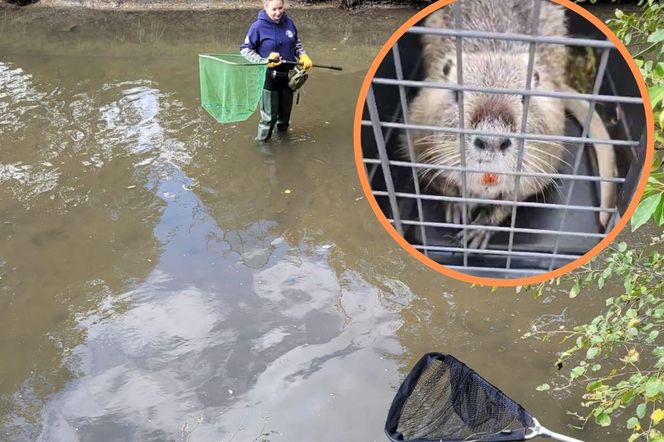 Nutrie w Rybniku są już odławiane