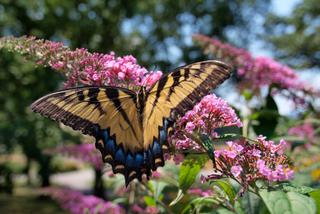 Budleja Dawida, czyli motyli krzew - uprawa budlei w ogrodzie