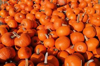 To prawdziwy raj dla jesieniar! Znajduje się niedaleko Gdańska! 