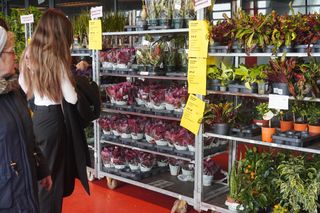 Festiwal Roślin już w weekend w Siedlcach