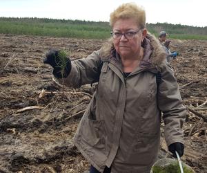 Posadzili kawałek lasu w miejscu wyciętego