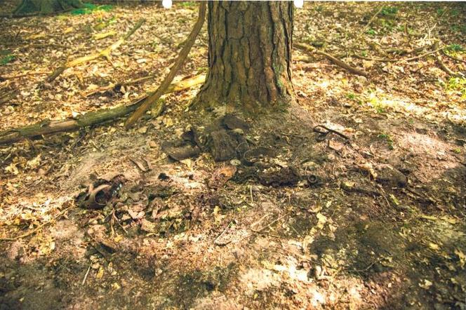 Zabytki odkopane w Lesie Chojnowskim