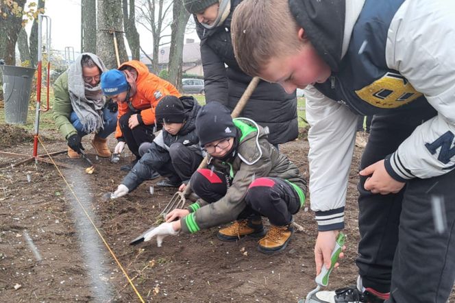 Akcja „Kwiaty Pamięci” w Sokołowie Podlaskim. Zasadzono ponad 18 tys. żonkili