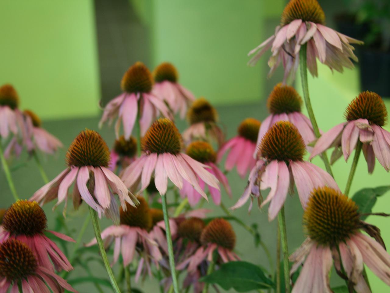 Jeżówka purpurowa  ‘Kim’s Knee High' - Echinacea purpurea ‘Kim’s Knee High’ 