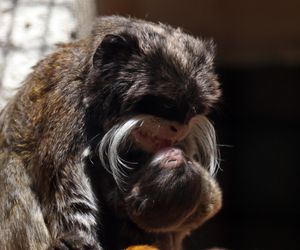 Tamaryna cesarska przyszła na świat w gdańskim zoo