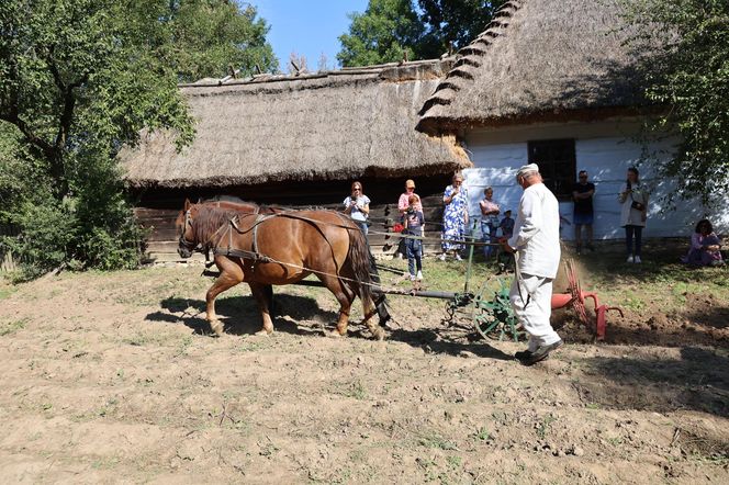 W skansenie w Lublinie pokazali, jak dawniej wyglądały wykopki kartoflane