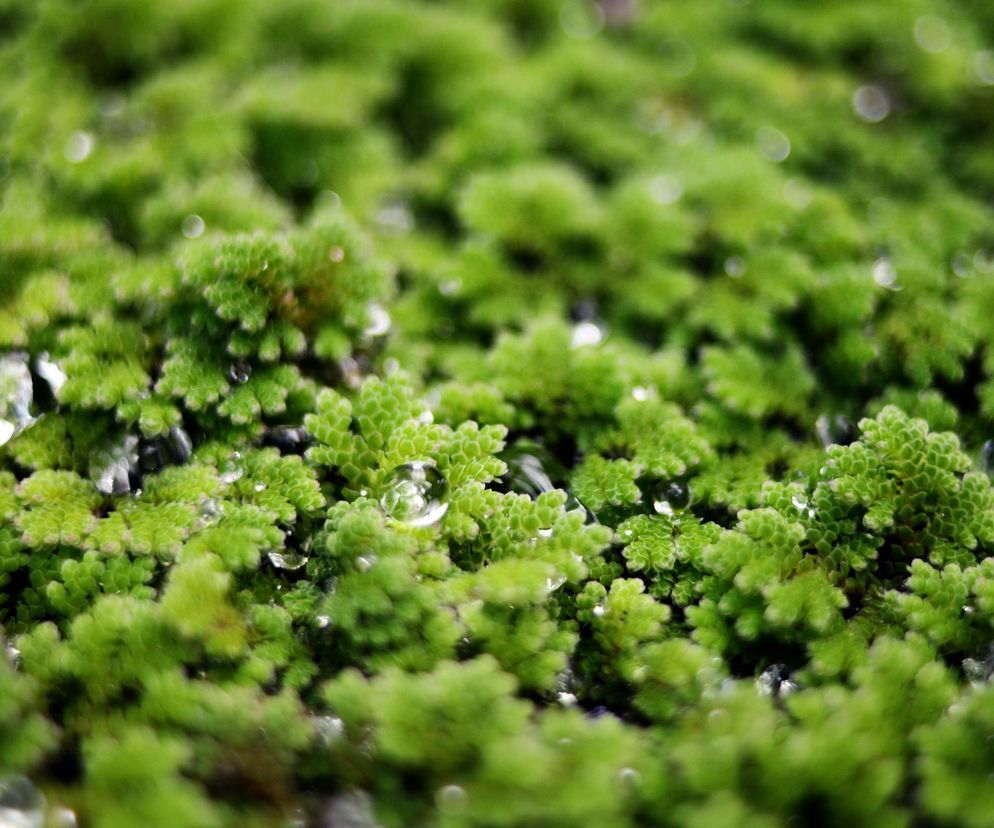 Azolla karolińska