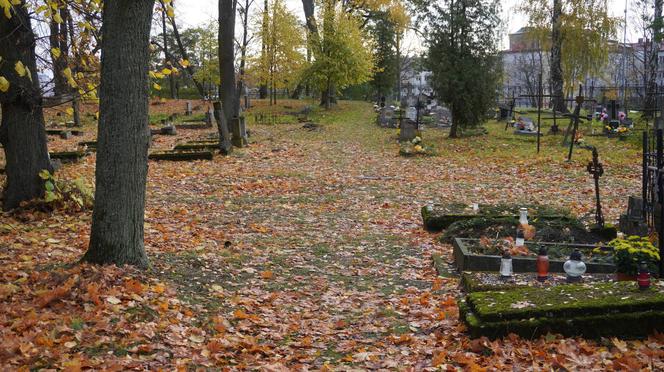 To prawdopodobnie najstarsza aleja drzew w Olsztynie. Znajduje się na cmentarzu [ZDJĘCIA]