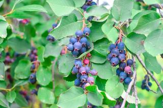 Świdośliwa – modny krzew o smacznych owocach. Jak uprawiać świdośliwę w ogrodzie?