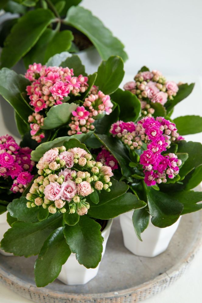 Kalanchoe Blossfelda